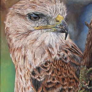 Buteo Buteo