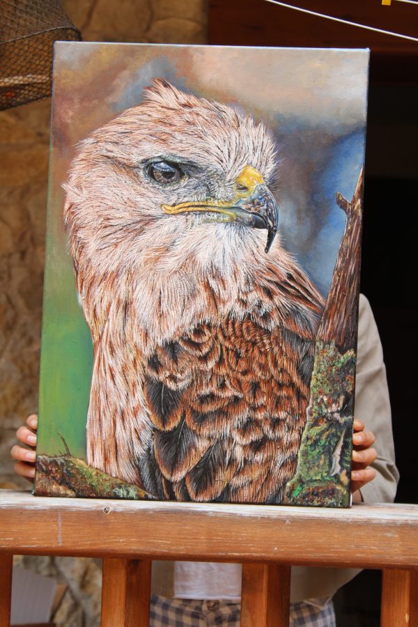 Buteo Buteo - Image 2